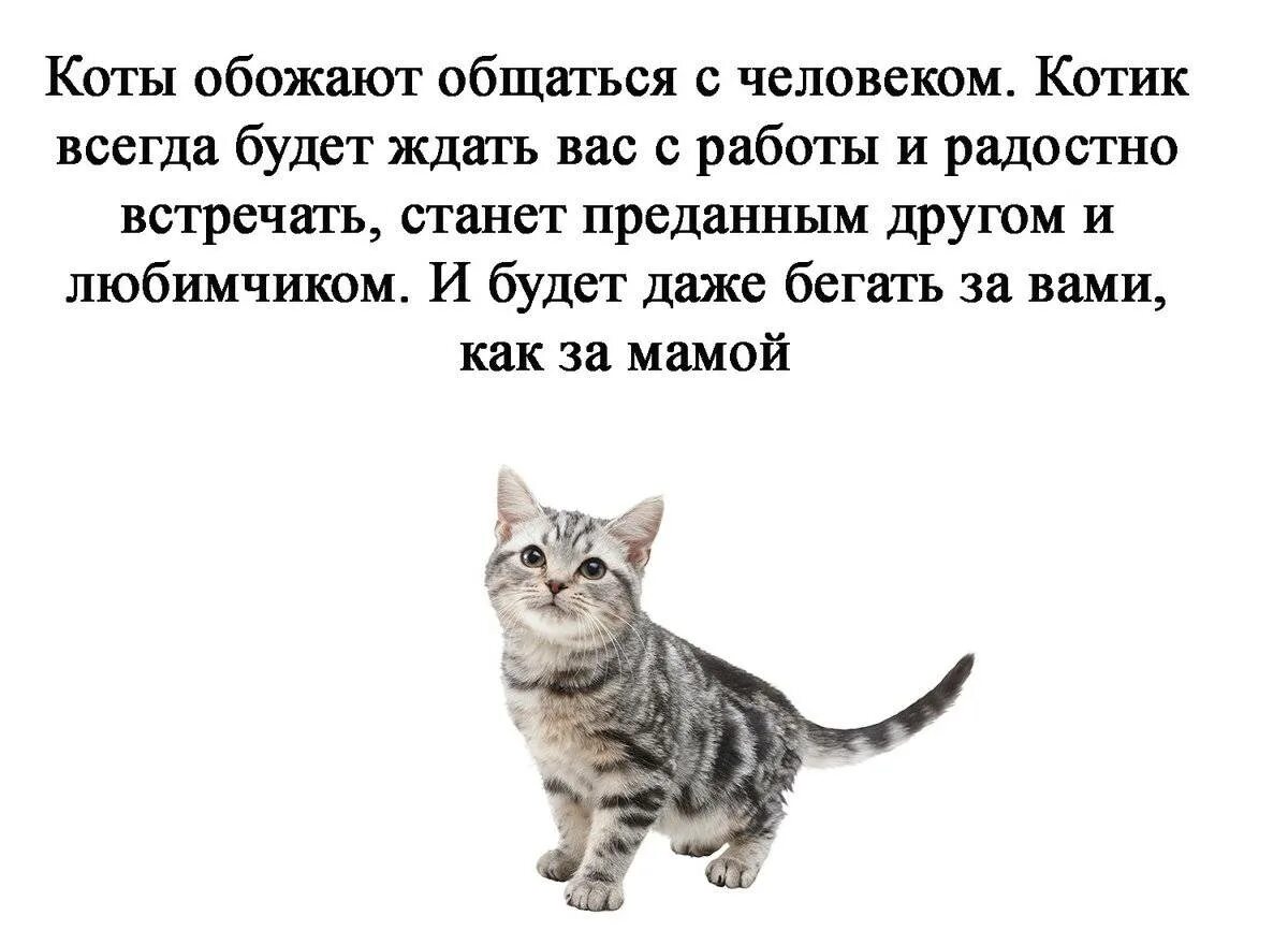 Можно ли завести второй. Причины завести котика. Зачем заводить кота. Заведите кошку. Причины не заводить кошку.