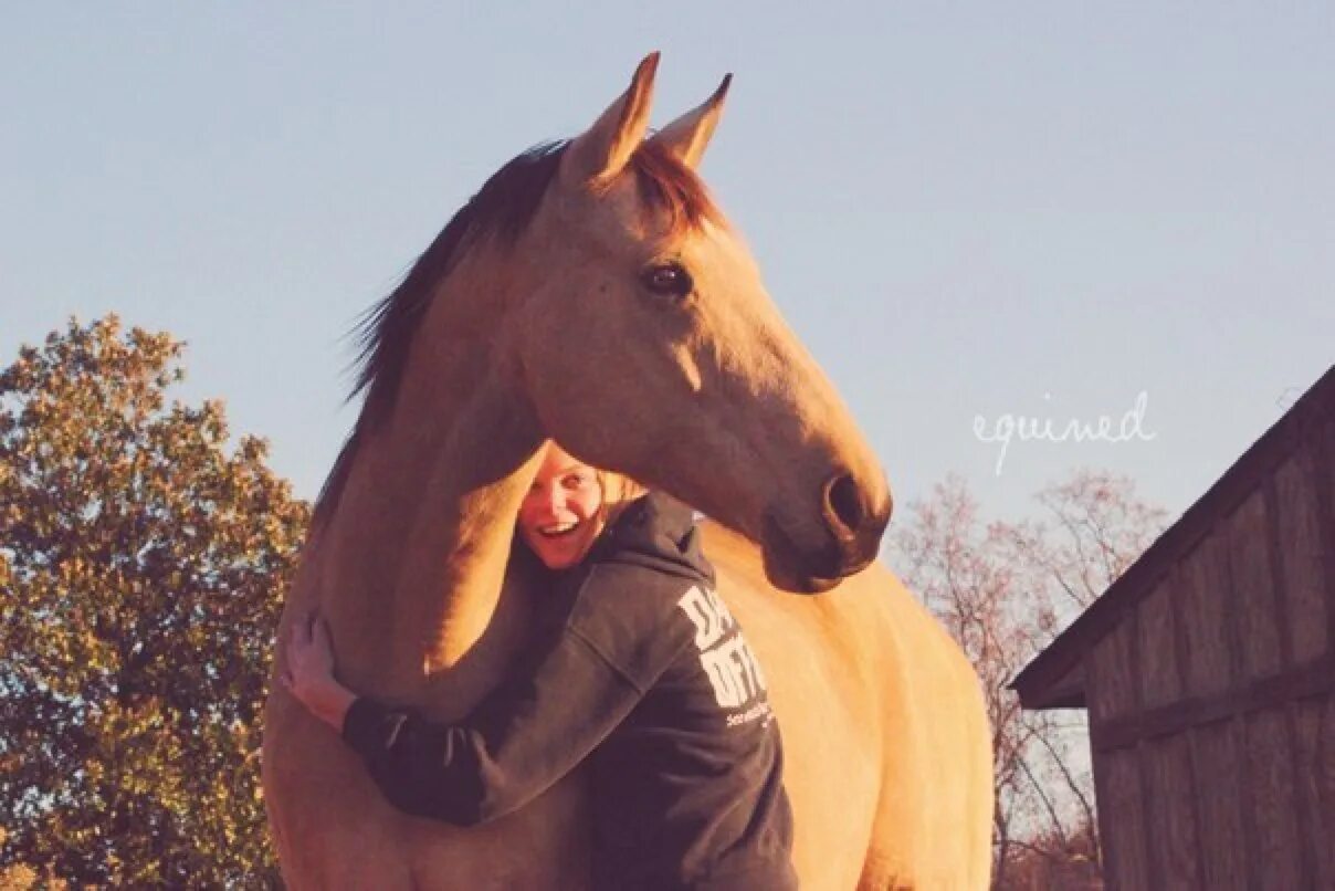 Взаимоотношения лошади и человека. Лошадиные отношения. Хорошее отношение к коням. Свободные отношения с лошадью.