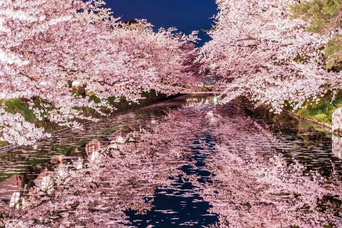 Сакура вода. Сакура вишня. сакура черри блоссом. черри блоссом ночь. цветение сакуры в японии фото.