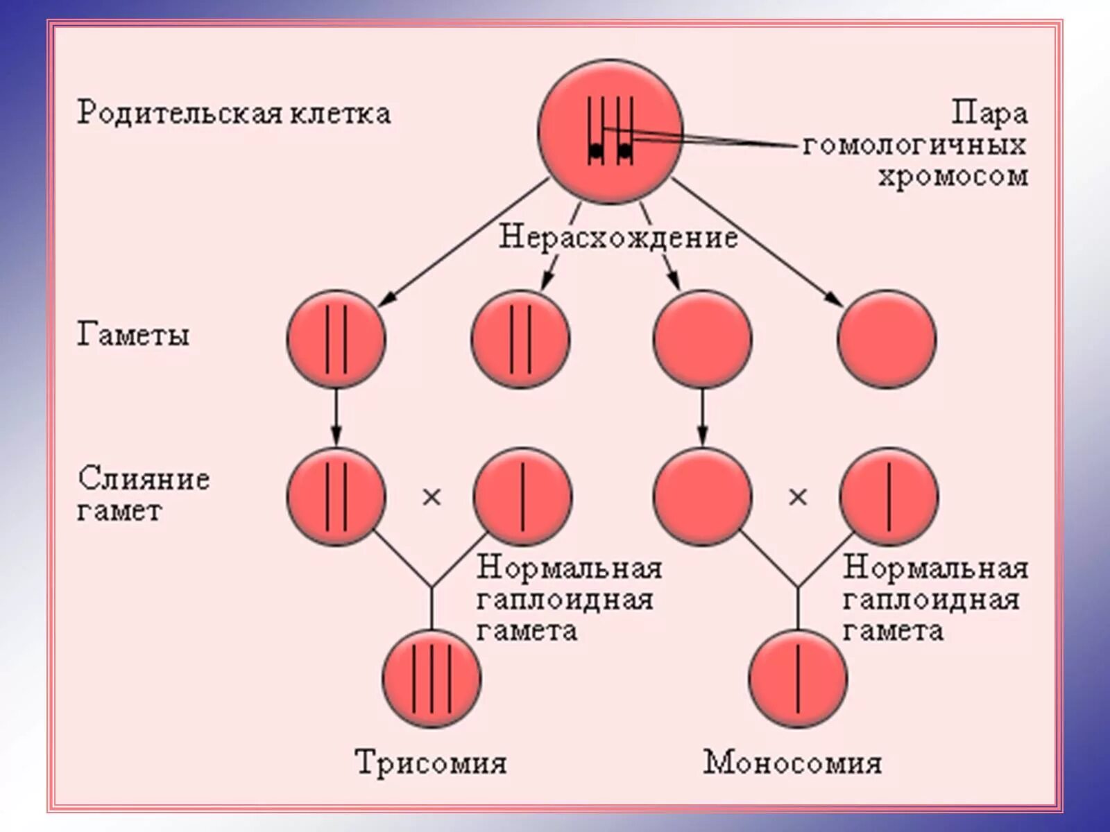 В результате слияния гамет происходит. Нерасхождение хромосом. Схема нерасхождения хромосом в гаметогенезе. Нерасхождение хромосом в Гамете. Нерасхождение половых хромосом набор.