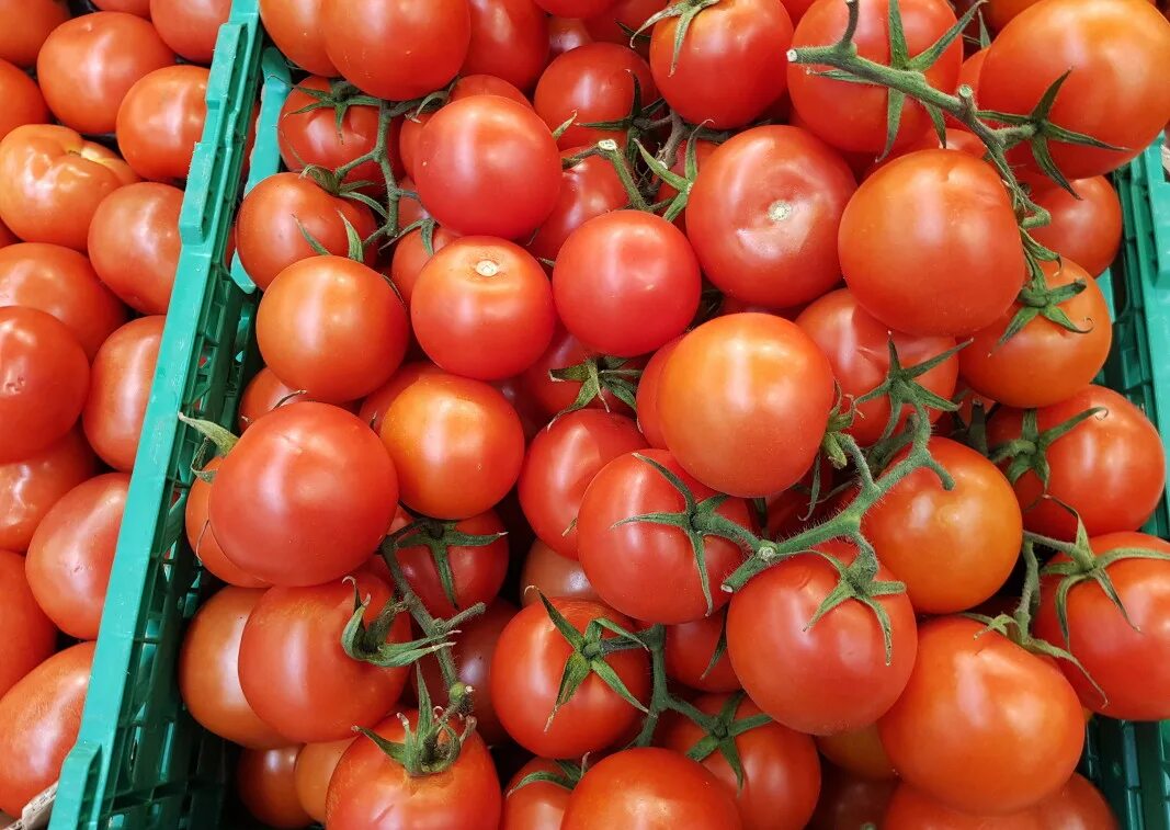 TOBRFV вирус томата. Tomato Brown rugose Fruit virus (TOBRFV). Томат f1 Гунин. Вирус коричневой морщинистости плодов томата (Tomato Brown rugose Fruit virus (TOBRFV). Моя дорога в детство томат помидор 2024