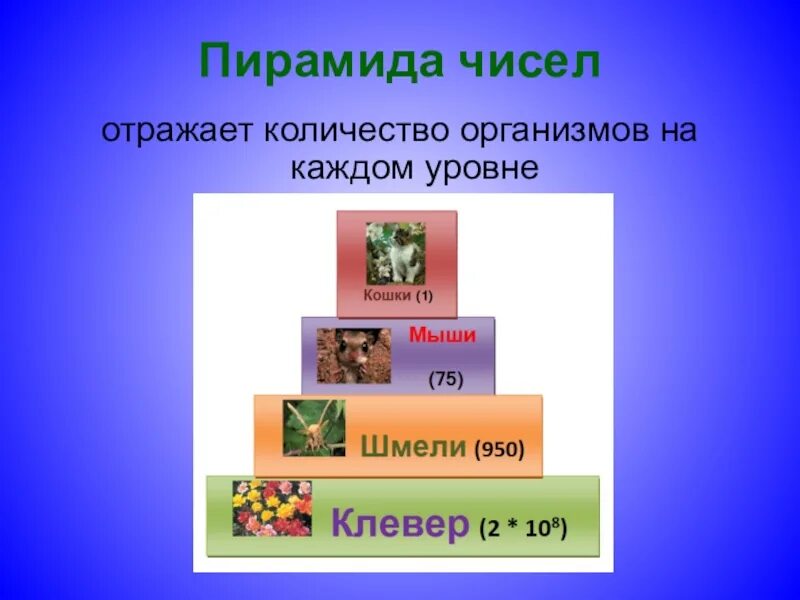 Презентация экологические пирамиды биология 11 класс. Экологическая пирамида это в биологии 11 класс. Экологическая пирамида чисел. Пирамида чисел биология.