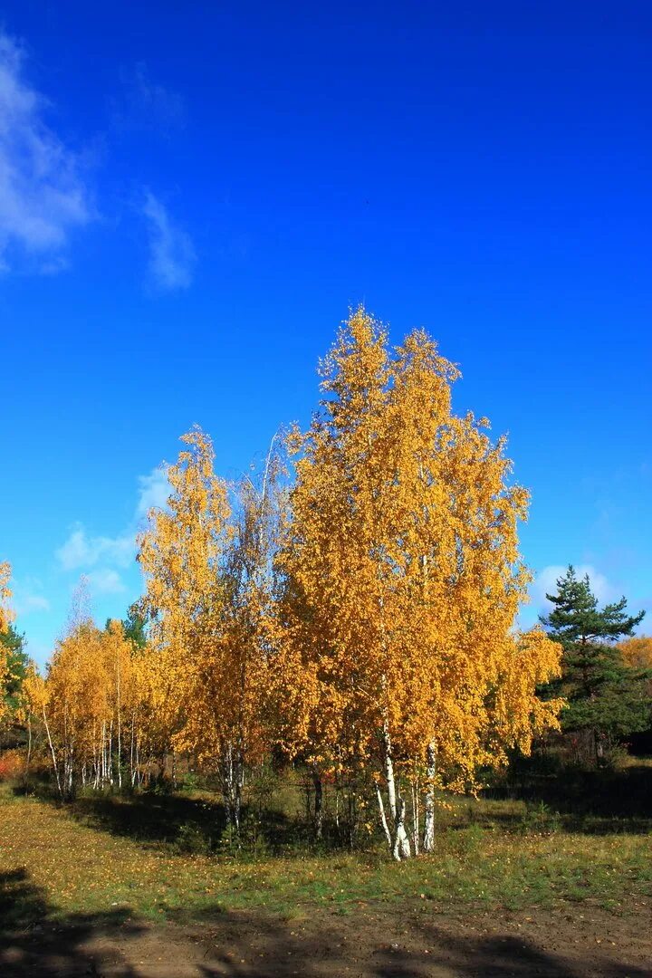 Золотая береза дерево монголия. Березы желтою резьбой. Берёзовая роща красноуфимск осенью. Солнечная осень. Березы желтою резьбой блестят в лазури голубой.