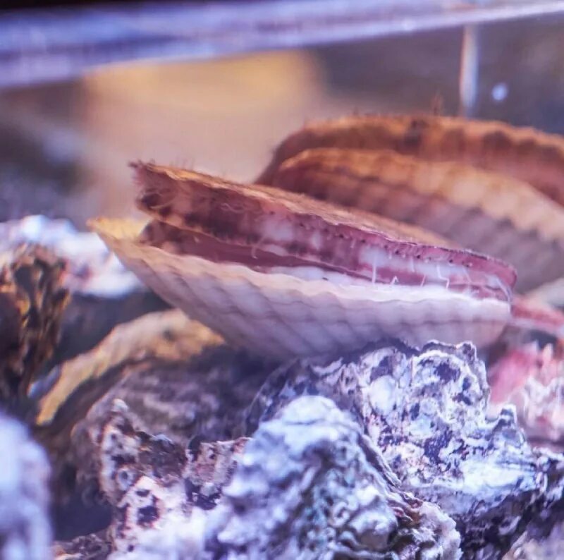 Двустворчатые моллюски морской гребешок. Двустворчатые моллюски палеозоя. Ракушки морские. Раковины моллюсков черного моря. Раковина брюхоногих двустворчатых и головоногих.