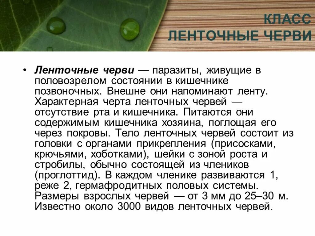 Представители ленточных. Сообщение про ленточных червей. ленточные черви сообщение. сообщение о класс ленточных червей. информация о классе ленточных червей.