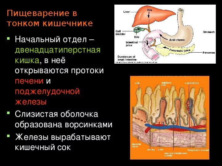 Толстая кишка среда. Толстый кишечник реакция среды. Реакция среды в толстом кишечнике. Реакция среды в тонком кишечнике.