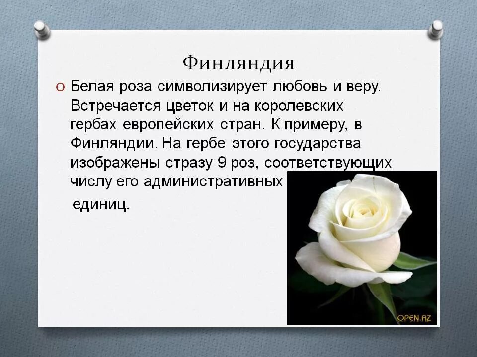 Белые розы смысл. Что символизирует цвет роз. Белые розы значение.