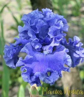 Silver iris