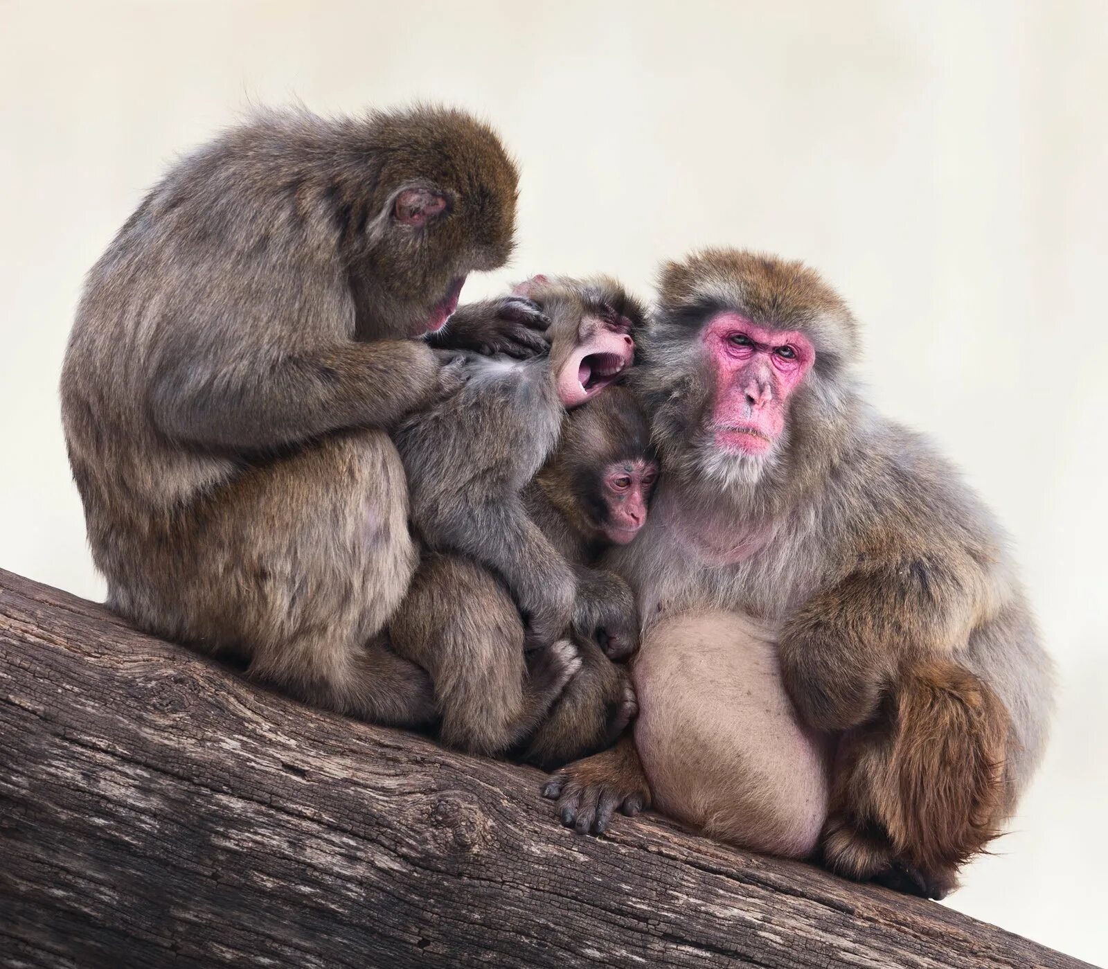 Часть обезьян 4. Три обезьянки. Четыре обезьяны. Семья обезьян. Обезьяны вместе.