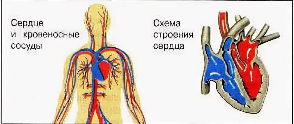 Дыхание и кровообращение 3 класс окружающий мир