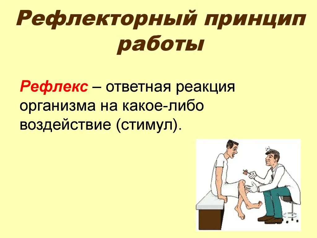 Стимулы воздействуют. Рефлекторный принцип работы. Принцип рефлекторных действий. Стимул в рефлексе. Рефлекс реакция организма.