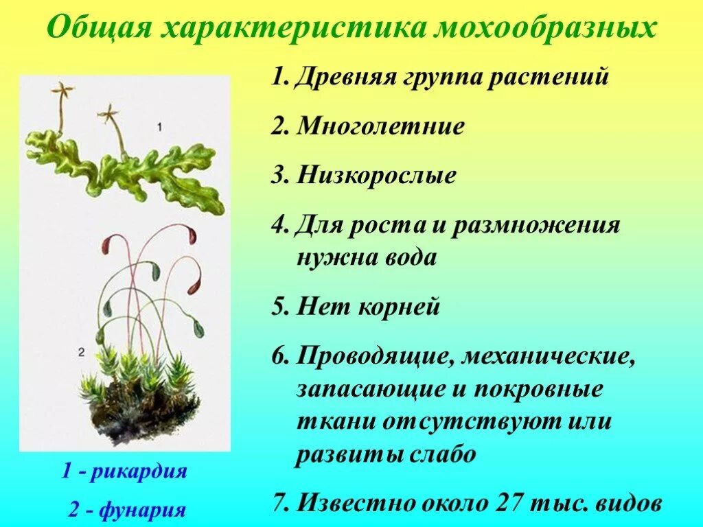 Общая характеристика моховидных 6 класс. Моховидные таблица. Моховидные растения 5 класс. Моховидные общая характеристика биология 6 класс. Примеры растений группы мхов