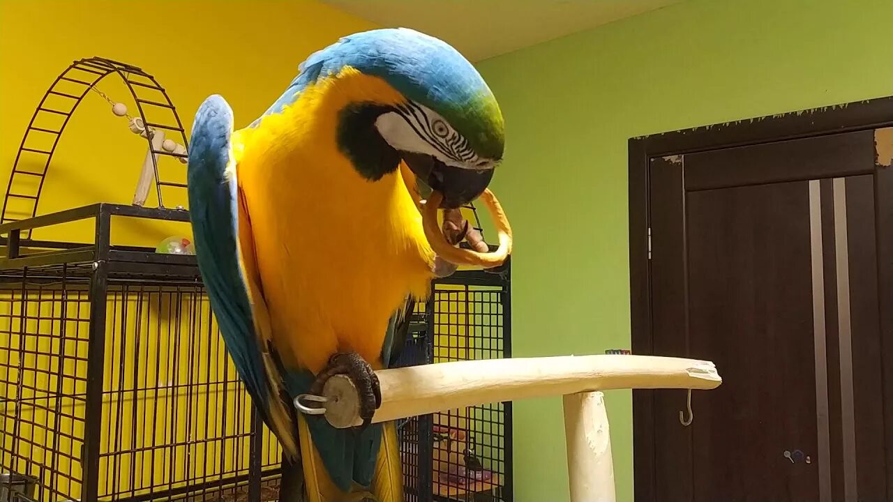 Попугай динозавр. Канал ара. Попугай ара фм. Parrot dino. Тапки попугаю.