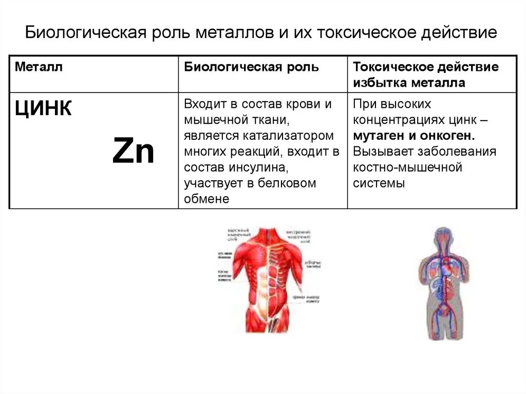 Токсическое действие цинка на организм человека. Биологическая роль металлов в организме человека. Элементы металлы в организме человека. Биологическое значение цинка.