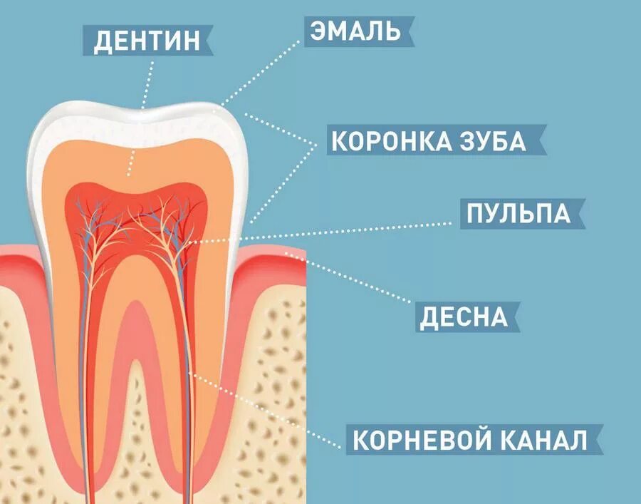 1 дентин. Строение зуба эмаль дентин. зуб эмаль дентин пульпа. строение зуба дентин анатомия.