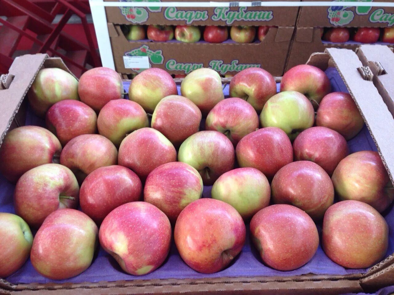Продам яблони. Яблоко Калибр 65+. Сорт яблони Гала. Яблоки Калибр 65+ Пенова. Сорта грузинских яблок.