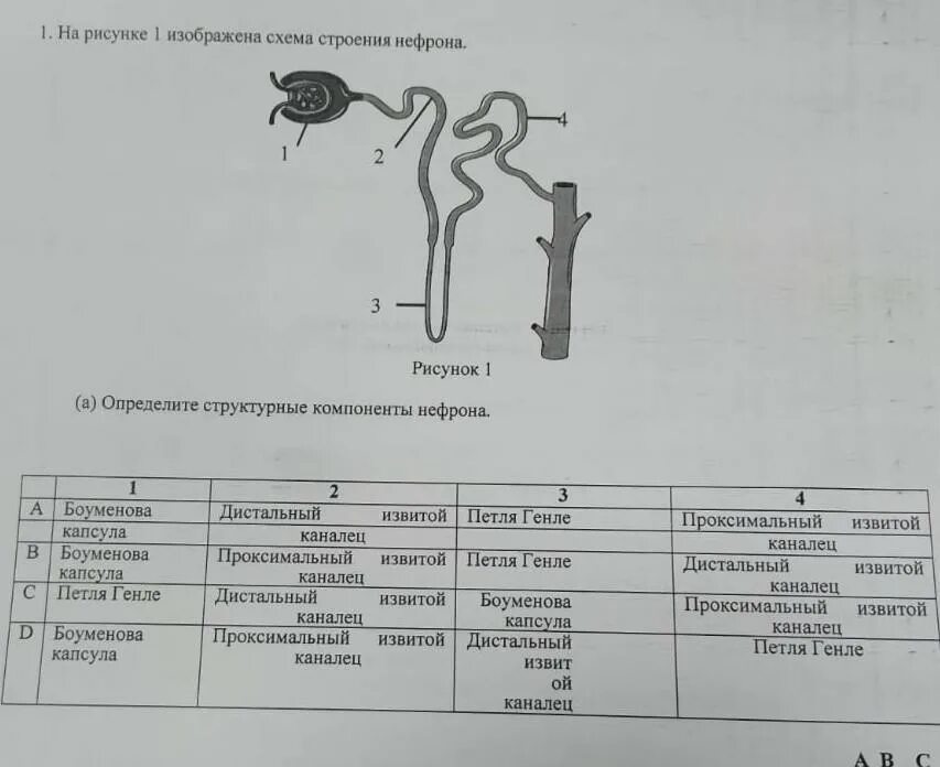 Строение нефрона 8 класс биология. Основные процессы в нефроне схема. Типы нефронов. На рисунке 1 изображена схема строения нефрона. Установите соответствие между характеристикой и частью нефрона