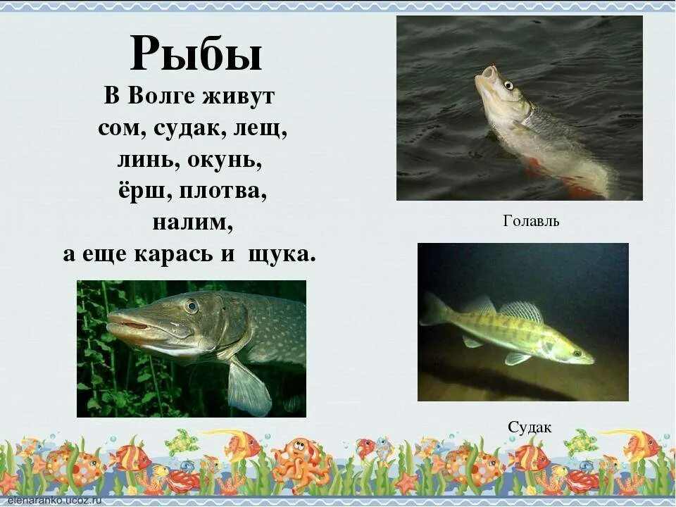 Какие рыбы река волга. Рыба в реке Волга. Рыбы которые обитают в Волге. Обитатели реки Волга. Рыба в реке Волга список.