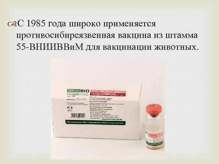 Вакцина 55 против сибирской язвы. Вакцина сибиреязвенная Живая. Вакцина против сибирской язвы животных из штамма 55-ВНИИВВИМ. Производители вакцины против сибирской язвы штамм 55. Сибирская язва вакцина КРС.