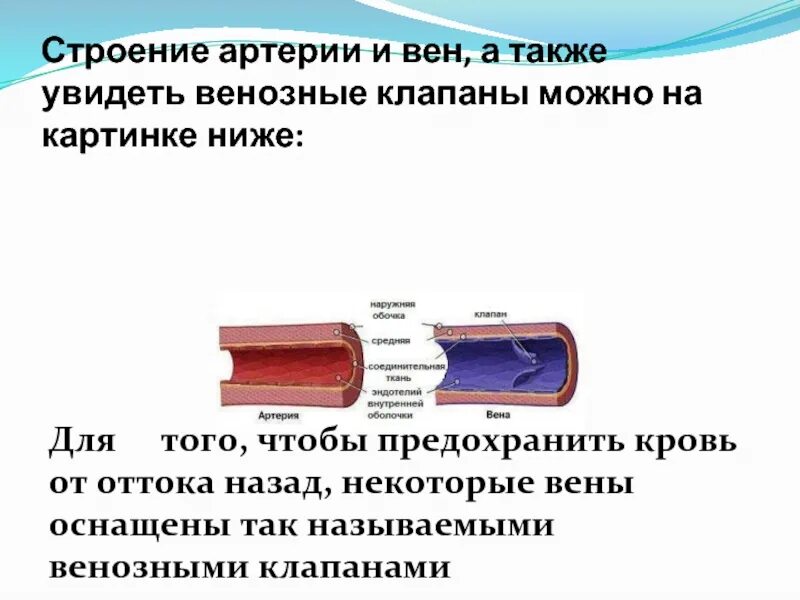 Особенности строения артерий вен. Строение стенки сосудов анатомия. Венозные клапаны строение артерии. Строение стенок артерий и вен. Схема строения стенки артерии и вены.