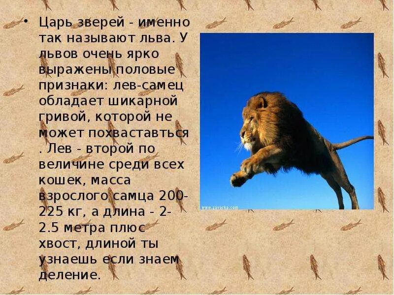 Описание льва. Речи льва. Описание льва. Слова царя зверей. Животные саванны для детей.