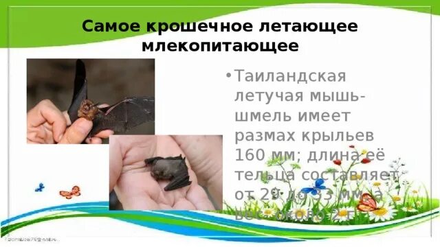 Представители летающих млекопитающих. Летающие млекопитающие представители. признаки летающих млекопитающих. летающие млекопитающие характеристика. сообщение о летающие млекопитающие.