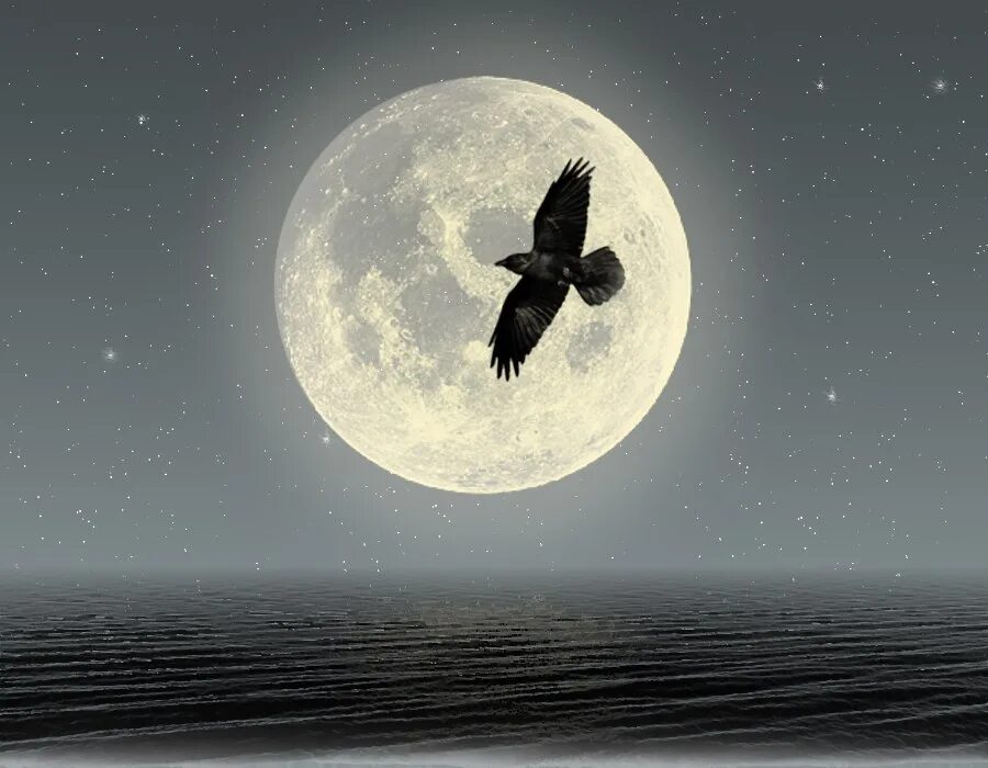 Ворон и Луна. Луна и вороны. Луна и птицы. Птица на фоне Луны. Полетели ночи