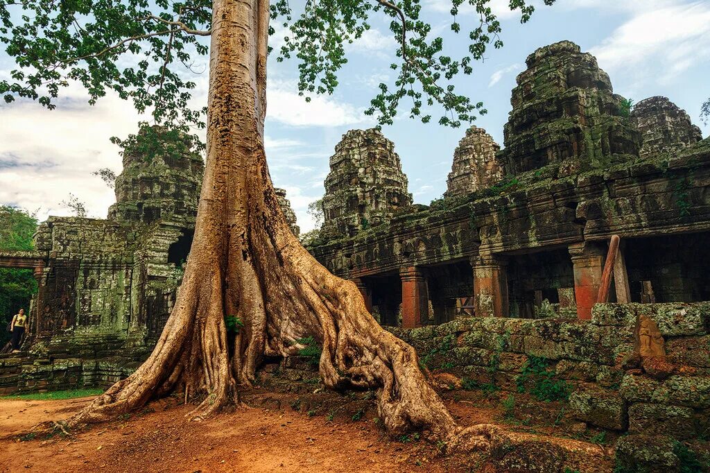 Камбоджа город в джунглях Ангкор. Комбыджия город в джунглях Анкор ват. Ангкор ват деревья. Ангкор Камбоджа древний город кхмеров.
