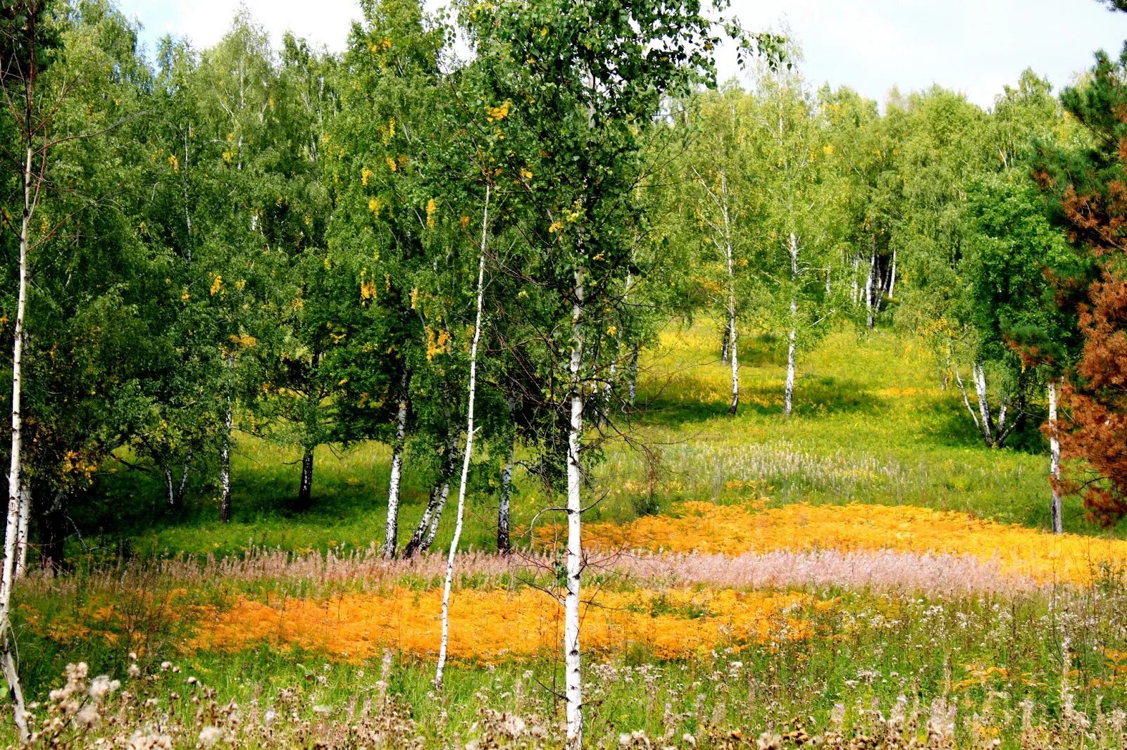 В лесу под березами были