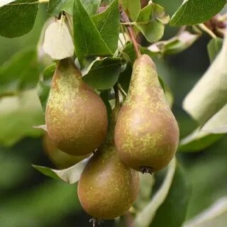 Груша конференция саженцы