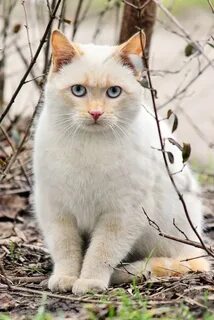 Покажи красивую фотку котика