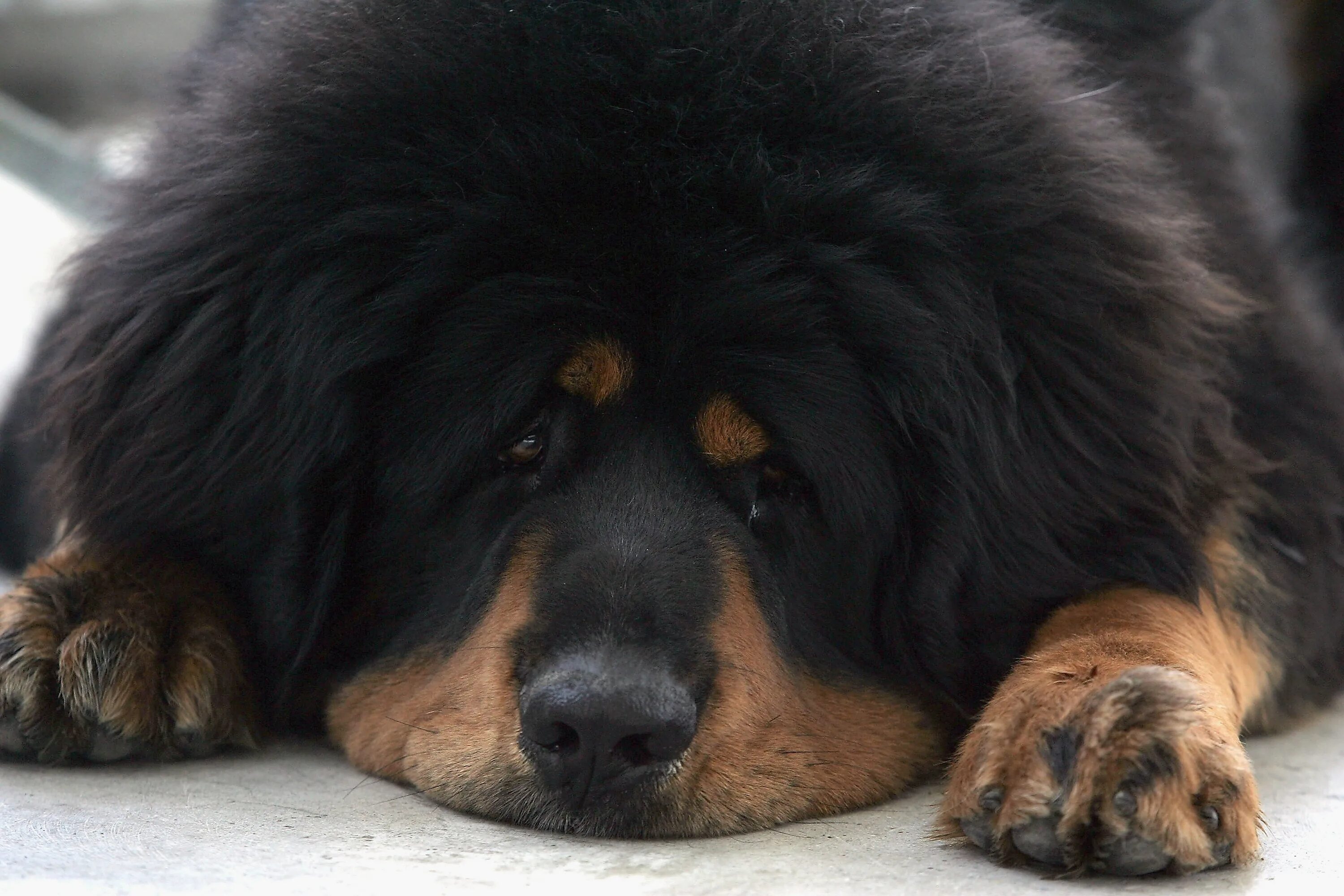 Большая собака тибетский. Тибетский мастиф. Тибетский мастиф черный. Собаки породы тибетский мастиф. Мастиф тибетский мастиф.