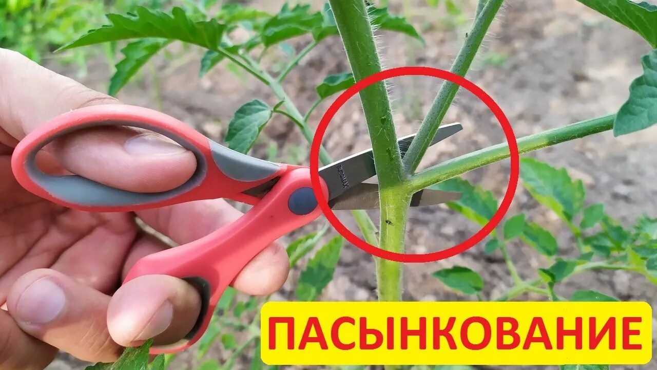 Почему пасынок. Пасынкование помидор. Пасынкование черри. Пасынкование георгин. Правильное пасынкование томатов.