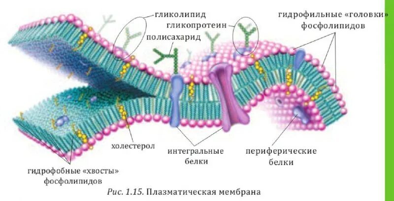 плазматическая мембрана осуществляет синтез белка. схема строения плазматической мембраны. плазматическая мембрана строение биохимия. плазматическая мембрана осуществляет синтез белка. строение цитоплазматической мембраны.