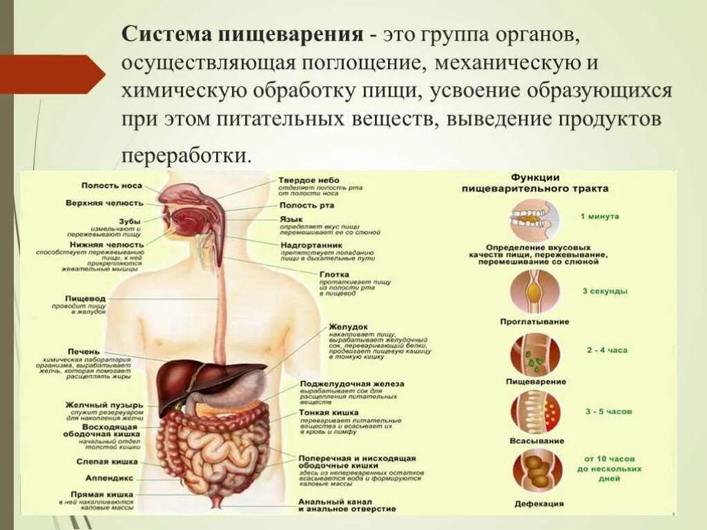 Печень и кишечник образуются. Движение пищи по пищеварительной системе схема. Основные симптомы болезней органов пищеварения. Структура и функции пищеварительного тракта схема. Пищеварение (орган - строение -процессы).