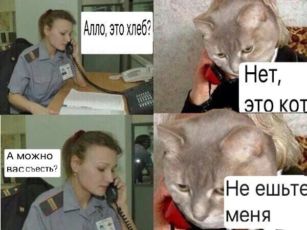 Чего там есть хлеба то кот поплакал. Я не хлеб не ешь меня. я не хлеб я кот. я кот не ешьте меня. не ешь меня я кот а не хлеб.