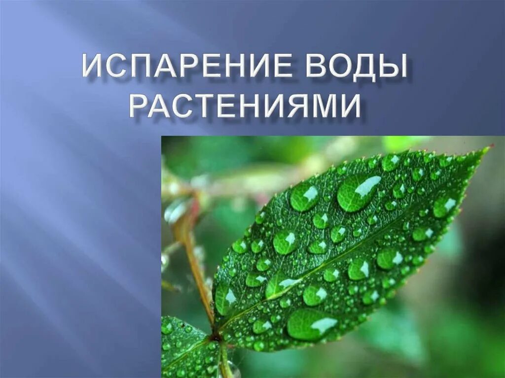 Испарение воды листьями. Процесс испарения воды листьями растений. Испарение воды растениями транспирация. Испарение воды листьями транспирация.