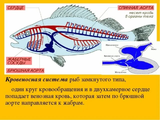 Животное имеет один круг кровообращения. Схема кровеносной системы костистой рыбы. Кровеносная система рыб схема. Кровеносная система рыб 7 класс биология. Кровеносная система рыб у рыб 1 круг.