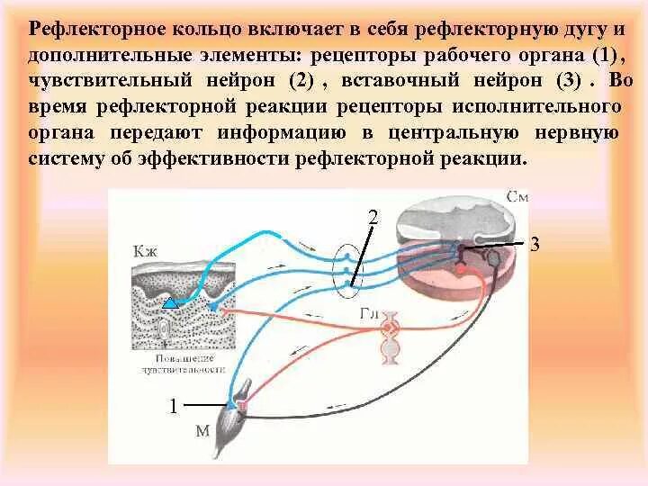 Рефлекс рефлекторная дуга рефлекторное кольцо. Структура рефлекторной дуги и рефлекторного кольца схема. Строение рефлекторной дуги и рефлекторного кольца. Понятие рефлекторного кольца. Рефлекторное течение