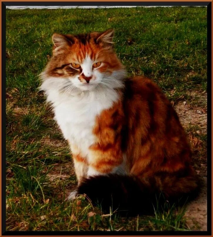 Рыжий котенок с голубыми глазами. Имя для рыже белого кота. Имена для рыжих котят девочек. Девочка с рыжим котенком. Котенок белый с рыжими пятнами.
