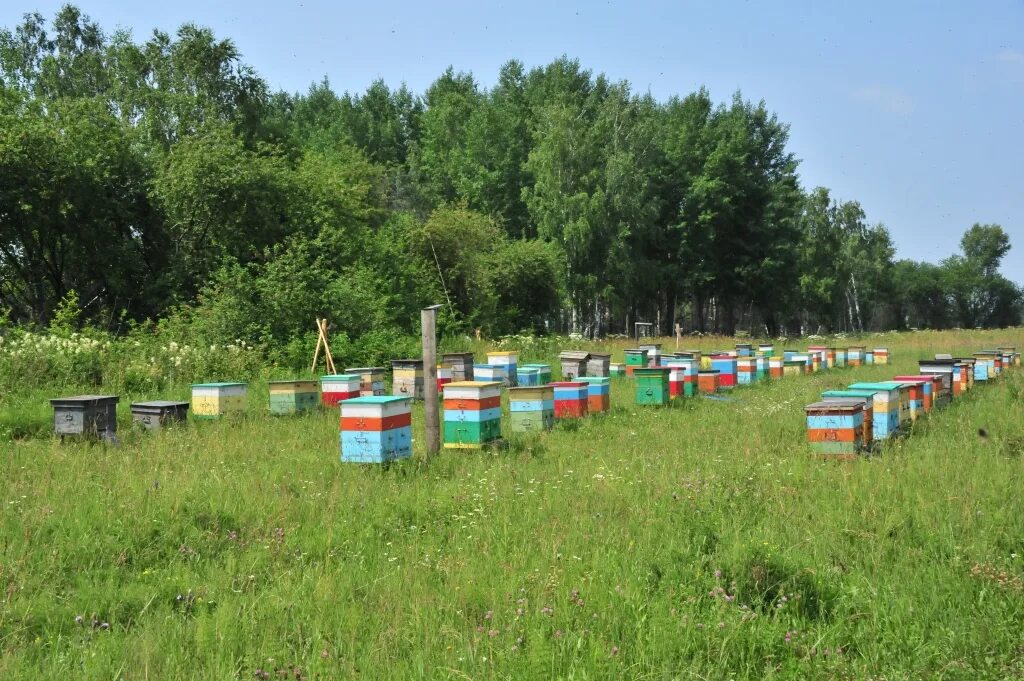 пасека на лугах. пасека тимирязевской академии. пасека в башкирии. луг пасека. пчелы в поле.