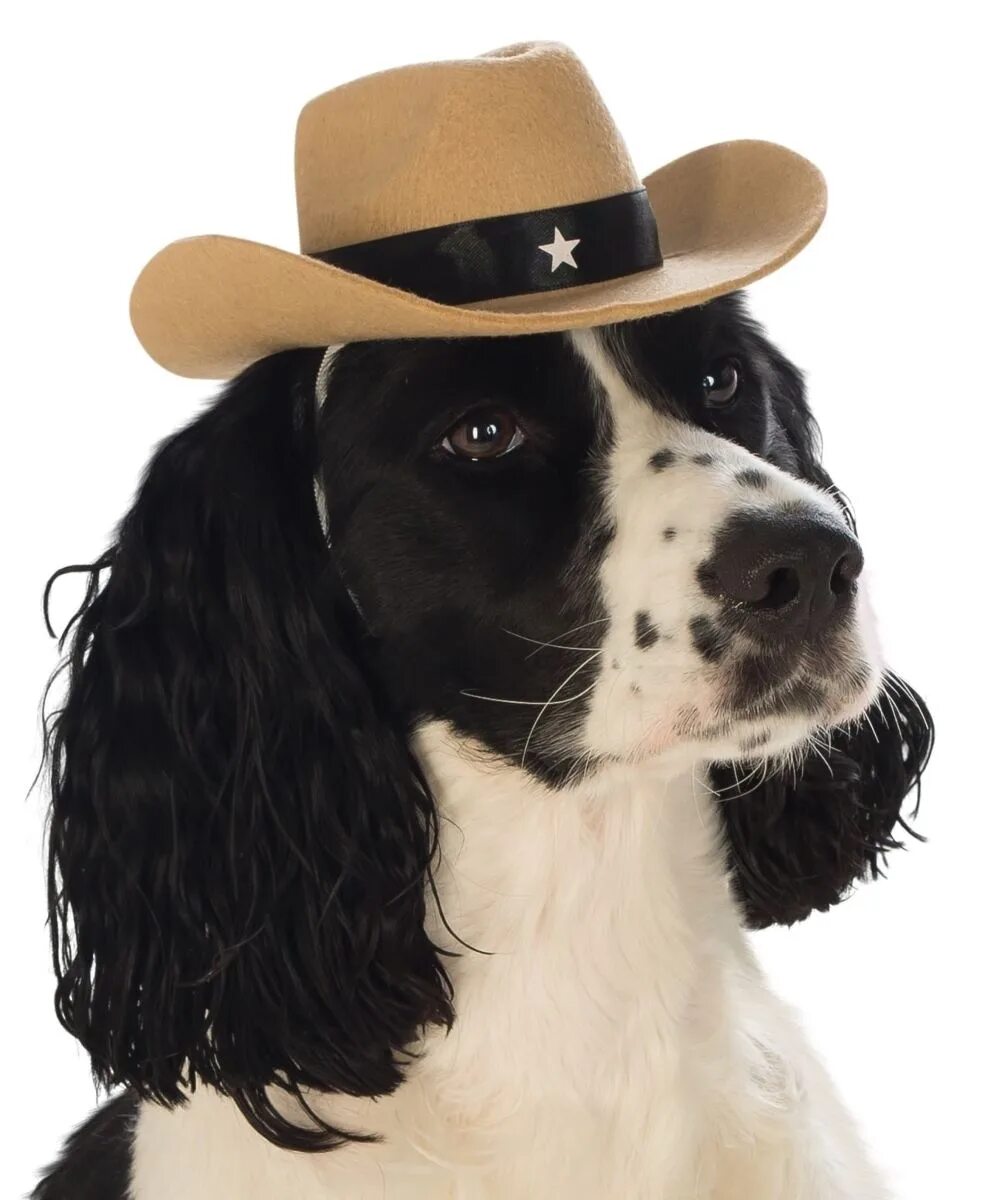 Пес шляпа. Собака в шляпе. Шляпки для собак. Собака в ковбойской шляпе. Карнавальные костюмы для собак с шляпами.