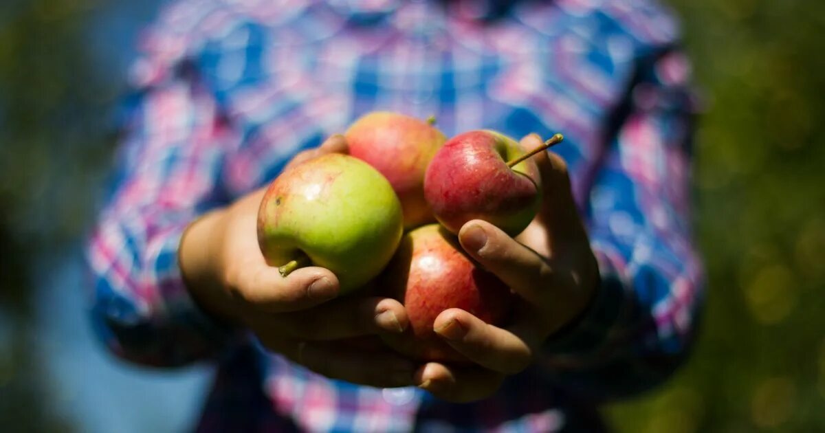 Раздача apple. Раздача яблок. величественно подает яблоко. может яблоко даешь после.