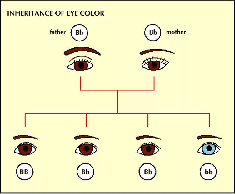 Генетика цвет глаз наследование. Схема генетического наследования цвета глаз у детей. Наследование цвета глаз у человека генетика. Доминантный ген цвета глаз. Какие волосы доминантные