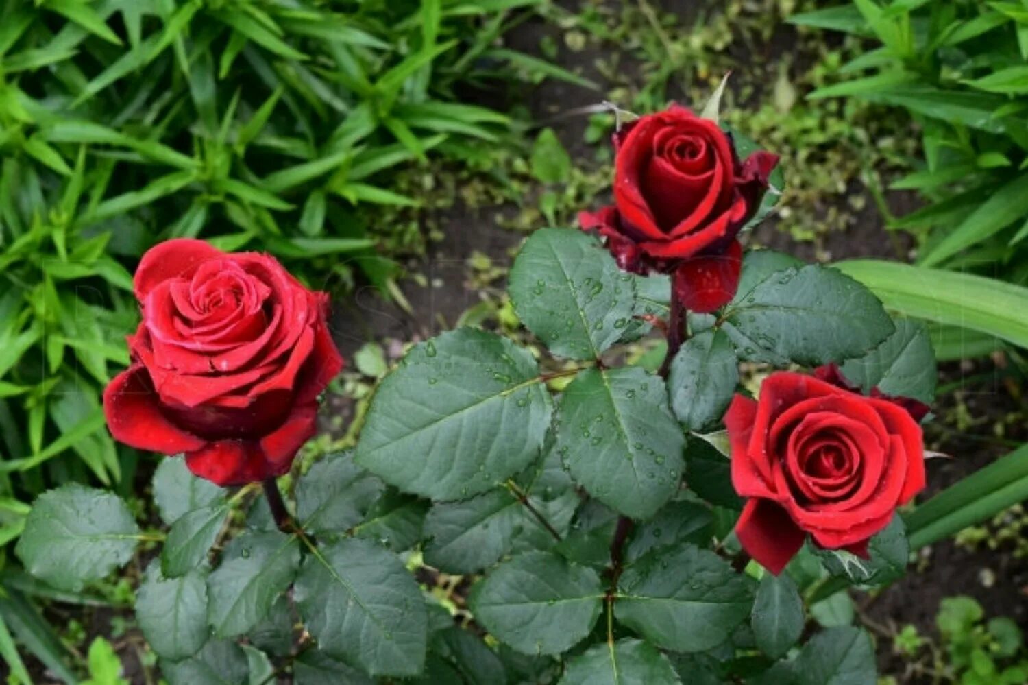 Ред берлин. Ред берлин. Роза ред берлин чайно-гибридная роза. Ред берлин. Роза чайно-гибридная корвет.