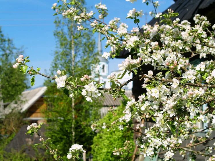 Белоснежная вишня. Белоснежная вишня под окном. Расцвела под окошком вишня. Расцвела белоснежная вишня. Деревенский дом яблони в цвету.