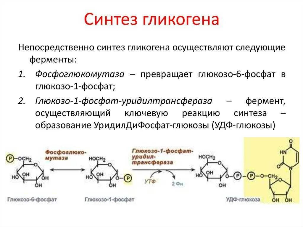 Фермент синтеза гликогена