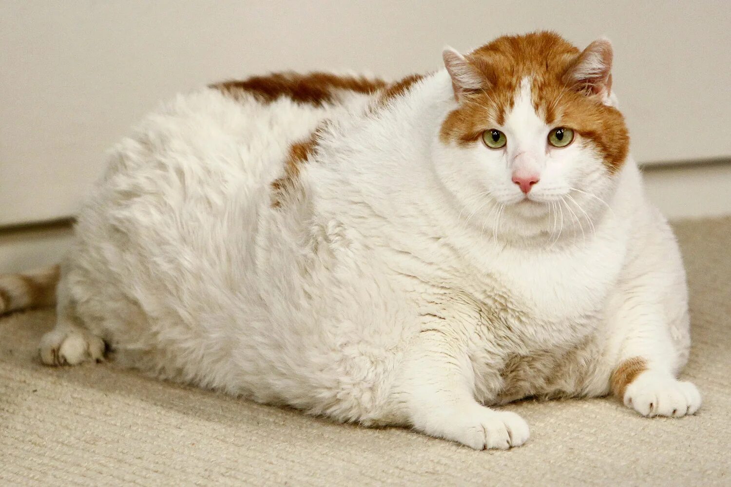 Упитанный это. Фат кат. Толстый кот. Очень жирный кот.