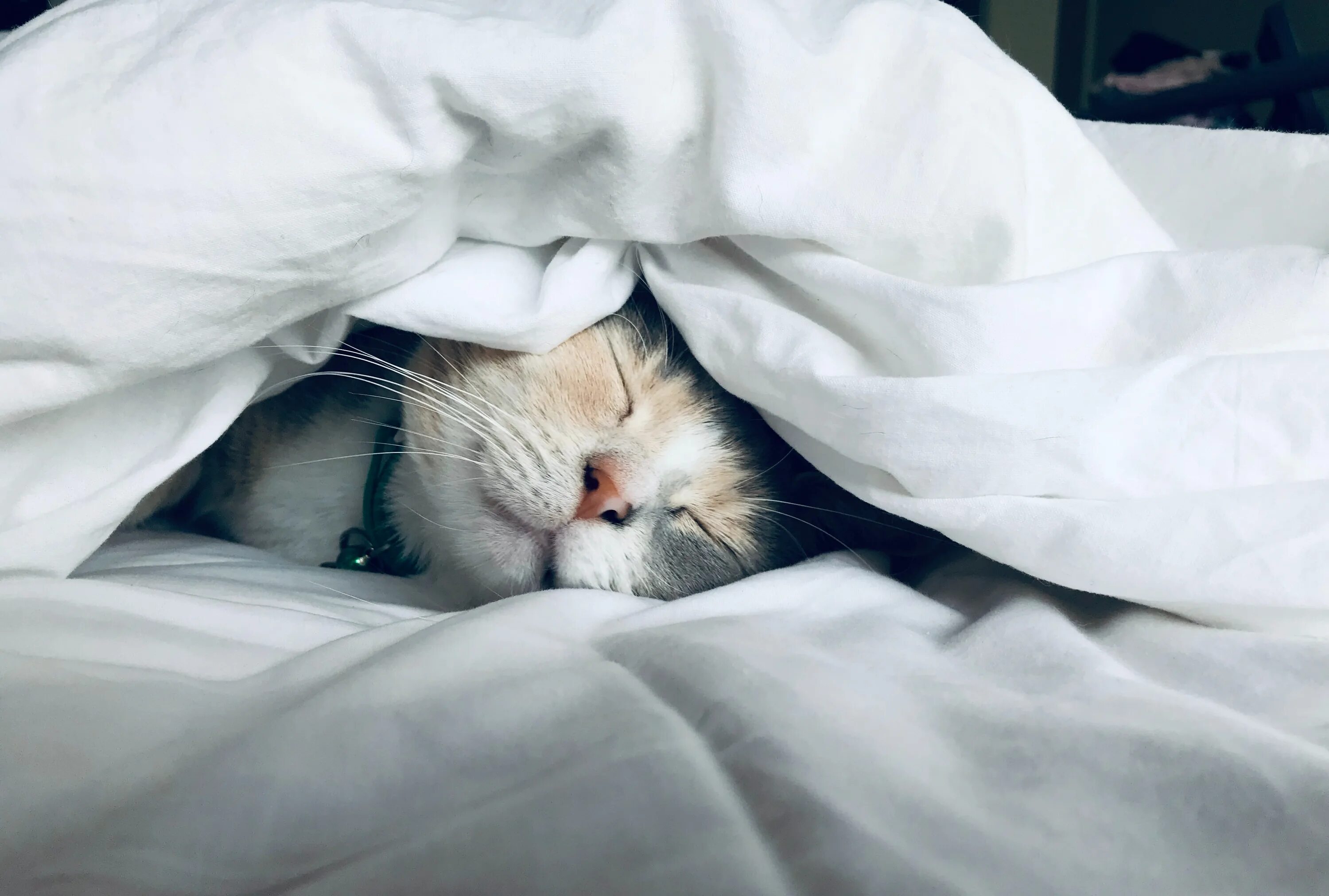 Главное выспаться. Кот под одеялом. Кот в одеяле. Котик в кровати под одеялом.