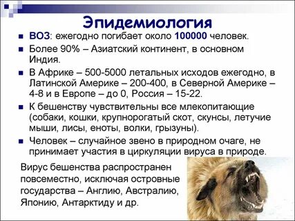 Возбудитель бешенства у животных